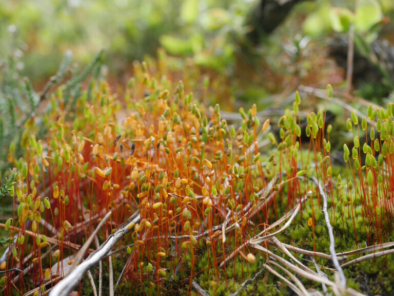 Close up of moss "blooms".