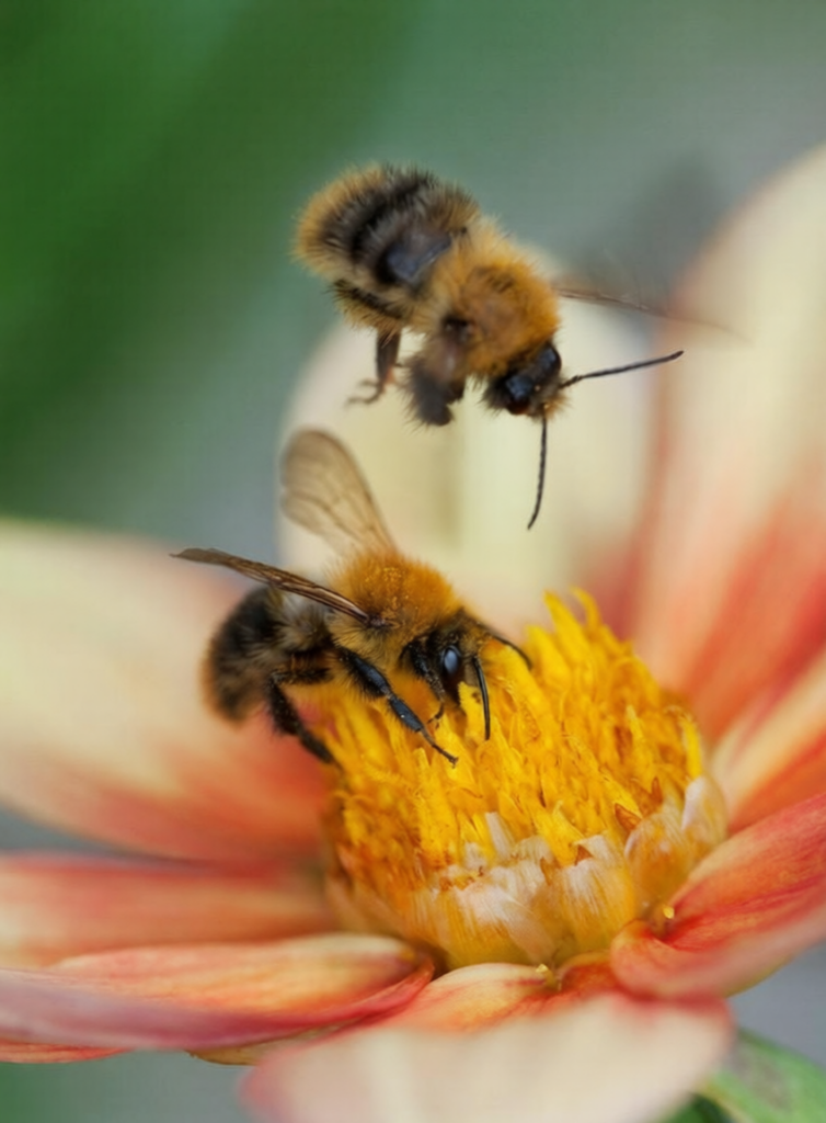 Two bees working on a white-pink gradient flower.