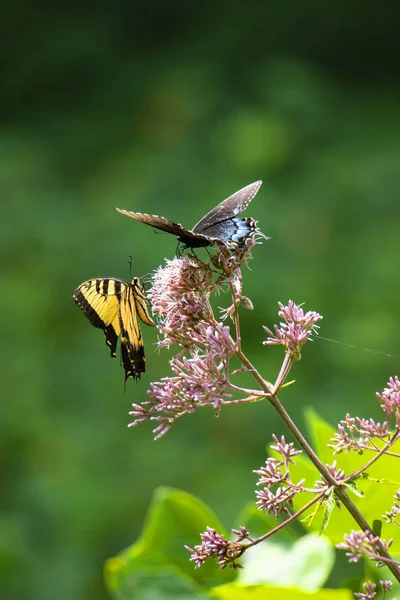 A black swallowtail and an Eastern tiger swallowtail butterfly feed on the flowers of a Joe Pye weed in full sunshine.