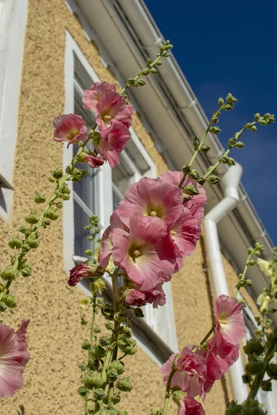 Pink hollyhock flower with house in the background