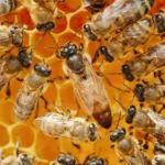 A queen bee surrounded by her bee colony.