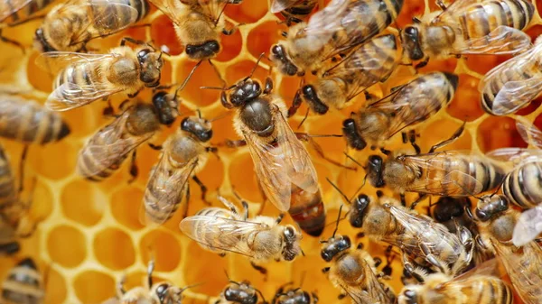 A queen bee surrounded by her bee colony.