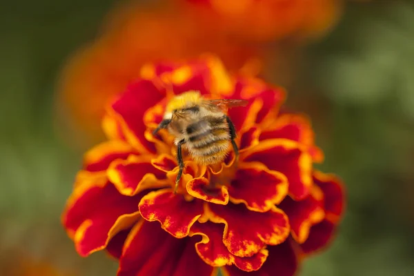 A bee on a red flower.