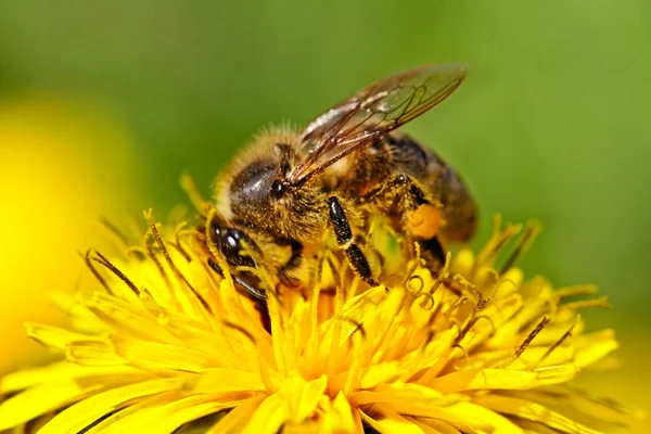 A fuzzy bee on a yellow dandelion with pollen on its setae.