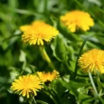 Three dandelions in a green field.