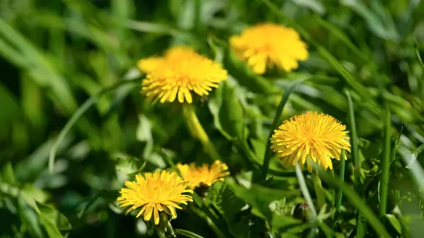Three dandelions in a green field.