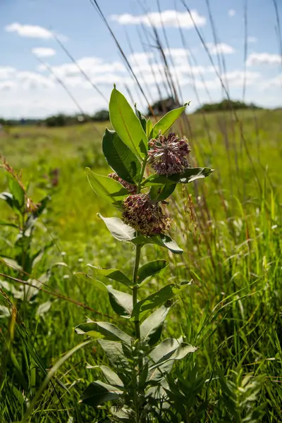 Milkweed Plant Flowering Weeds Grassland Prairie