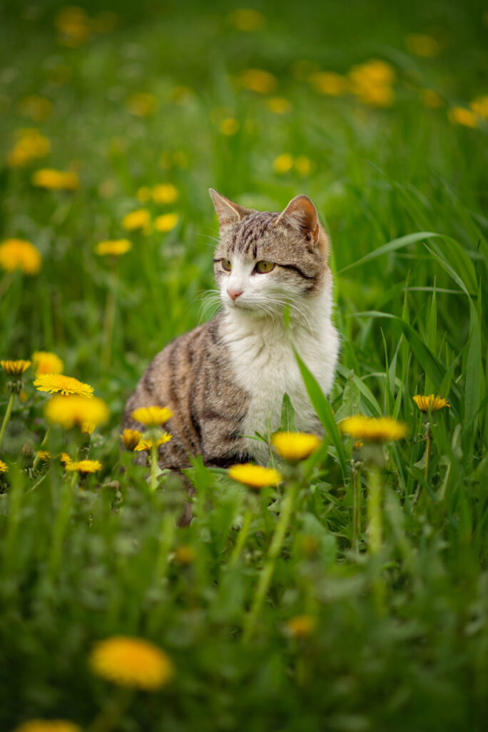 Cat sitting in a filed with dandelions.