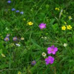 Lawn with wildflowers growing.