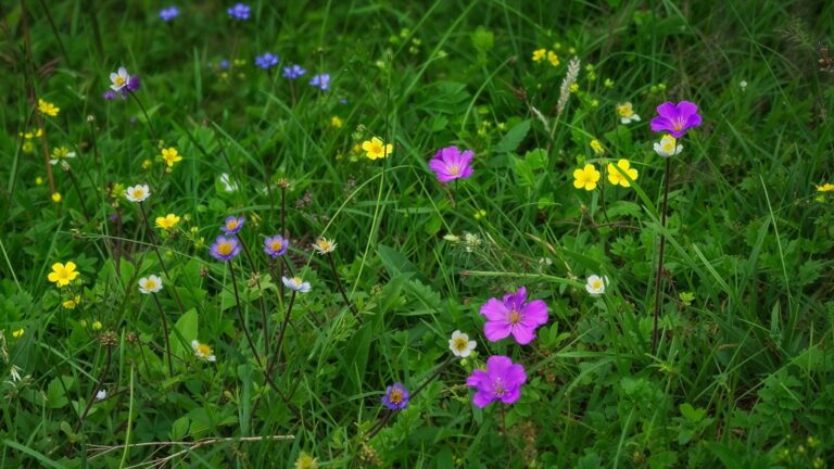 Lawn with wildflowers growing.