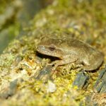 Spring peeper on moss..