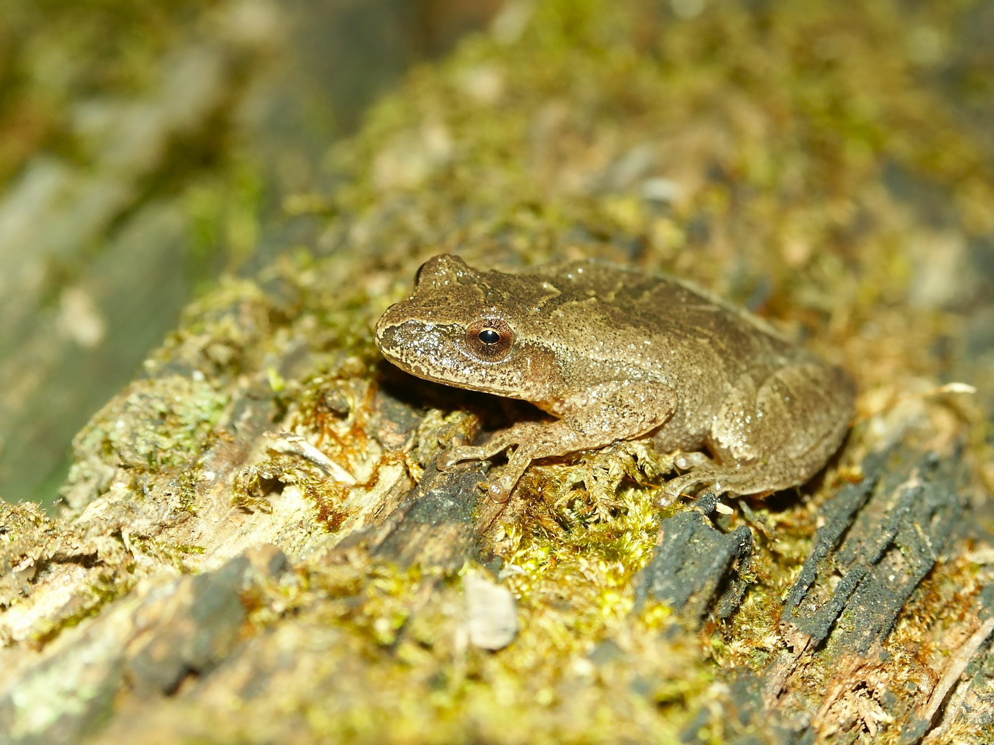 Spring peeper on moss..