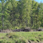 Brush piles in a field in front of a stand of woods.