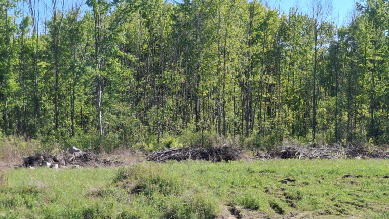 Brush piles in a field in front of a stand of woods.