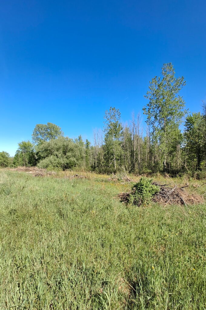Brush piles in a field with woodlands behind and a bluebird sky.