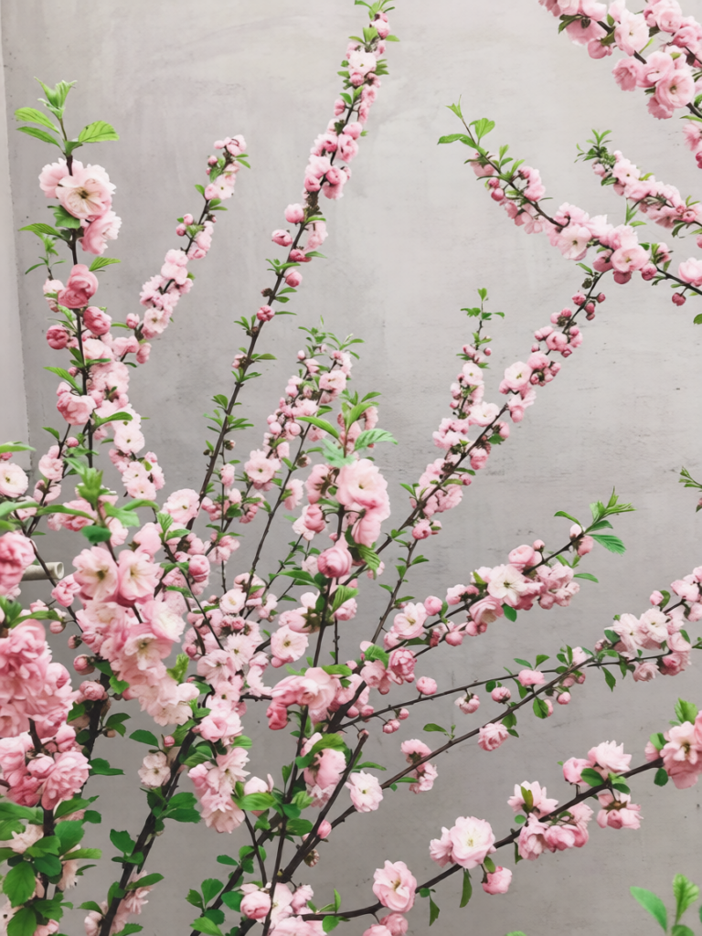 Branches of Cherry Blossoms in bloom.