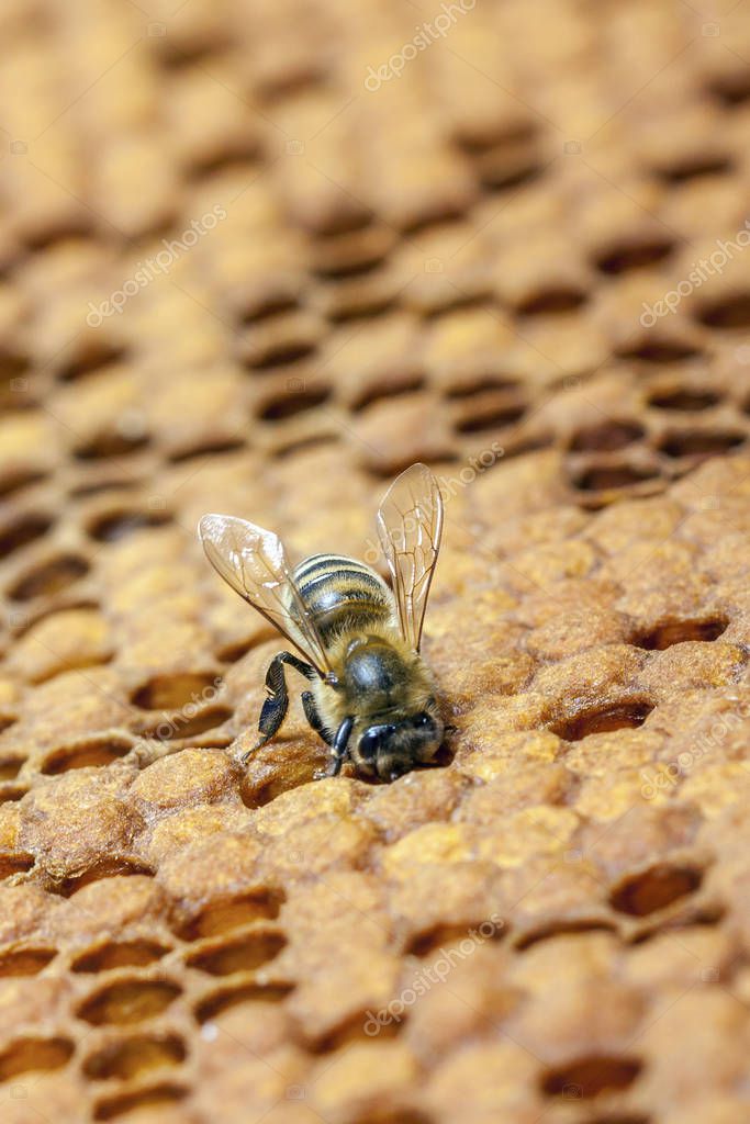 Beekeeping in the Czech Republic