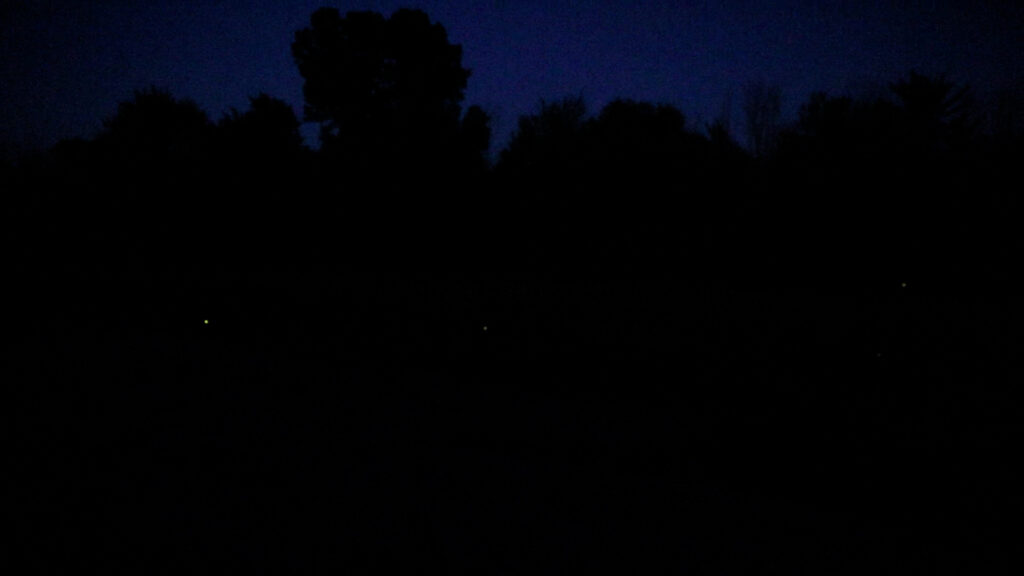 Nighttime shot of fireflies in a large field.
