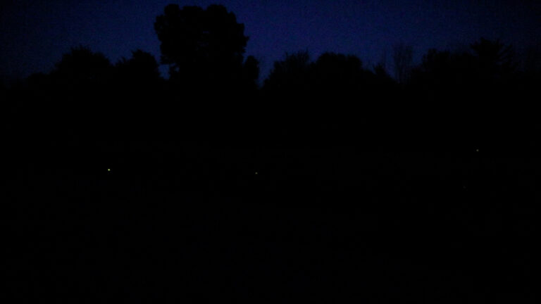 Nighttime shot of fireflies in a large field.