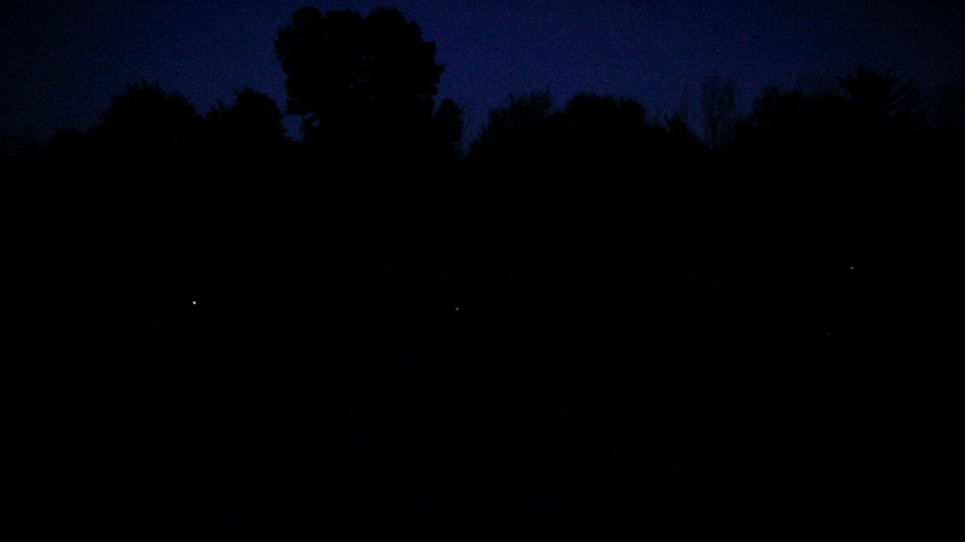 Nighttime shot of fireflies in a large field.