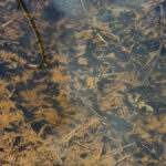 Tadpoles in a shallow pool.