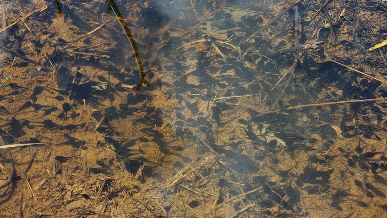 Tadpoles in a shallow pool.