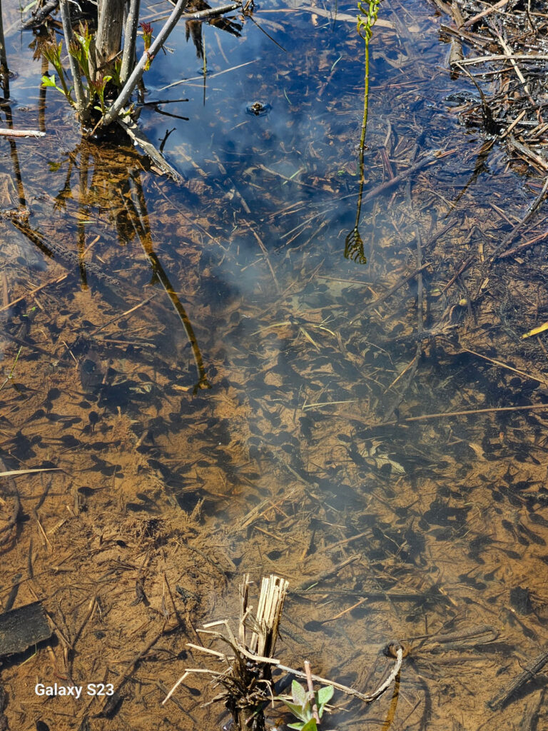 Thousands of tadpoles in a shallow pool.
