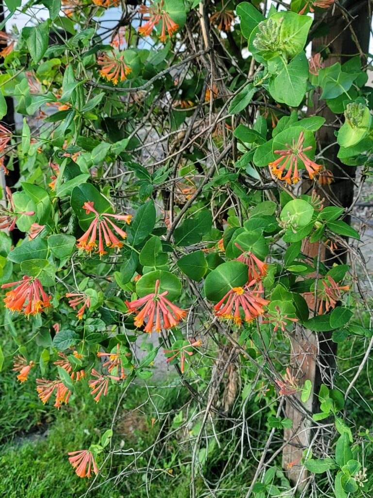 Red and orange flowers of Lonicera heckrottii.