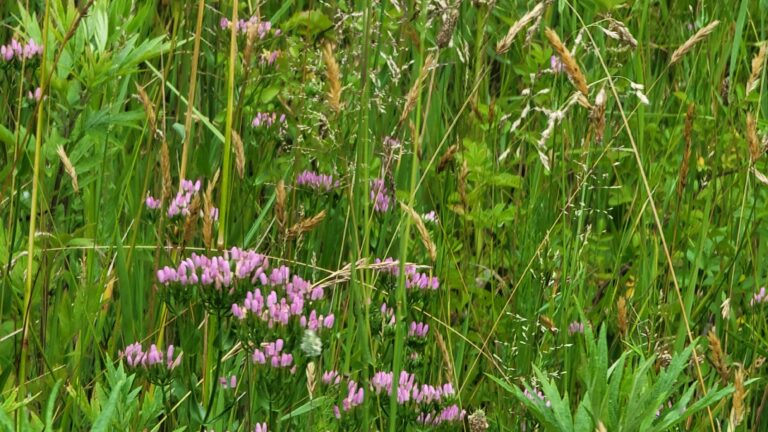Sabatia angularis in a large field.