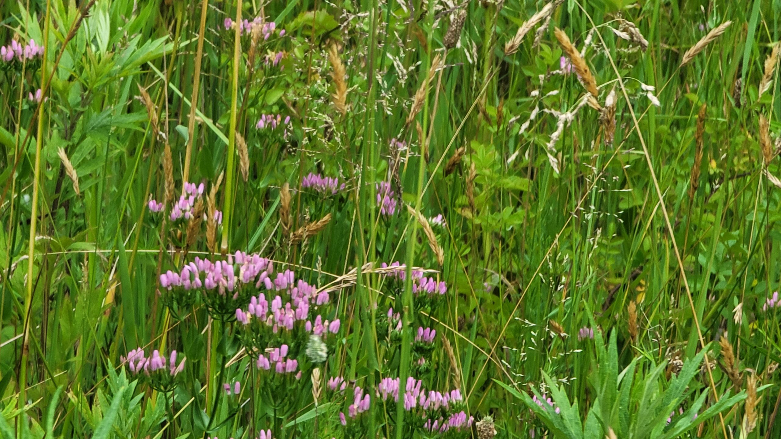 Sabatia angularis in a large field.