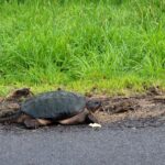 Large female snapping turtle on the side of the road looking for a nexting site.