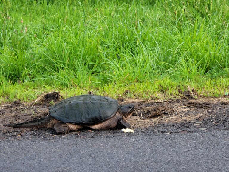 Large female snapping turtle on the side of the road looking for a nexting site.