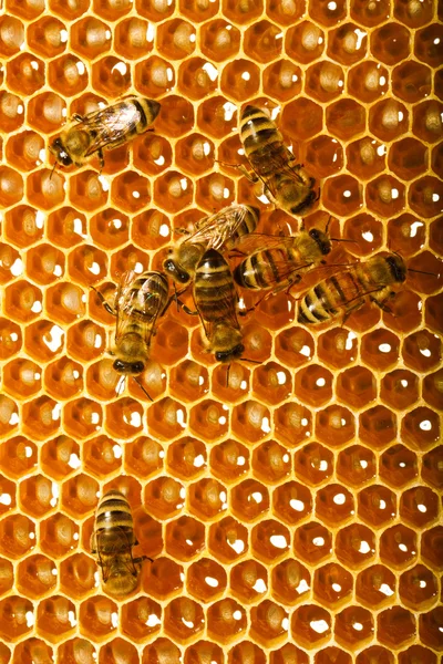 Bees working on a honeycomb.