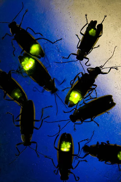 Fireflies Flashing at Night