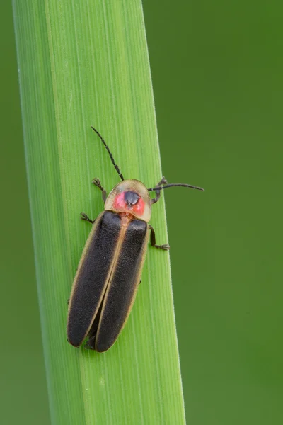 Firefly on a leaf.