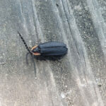 Firefly on a wooden bench.