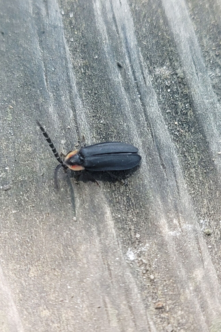 Firefly on a wooden bench.
