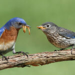Male bluebird feed hungry fledgling on a stem.