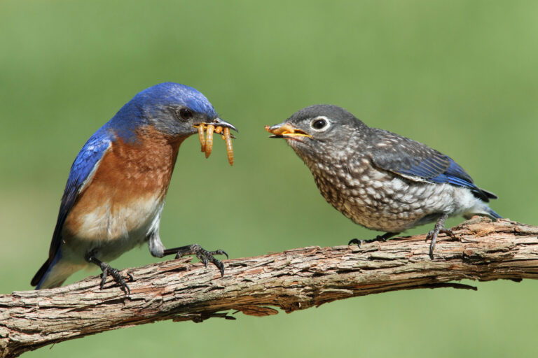 Male bluebird feed hungry fledgling on a stem.