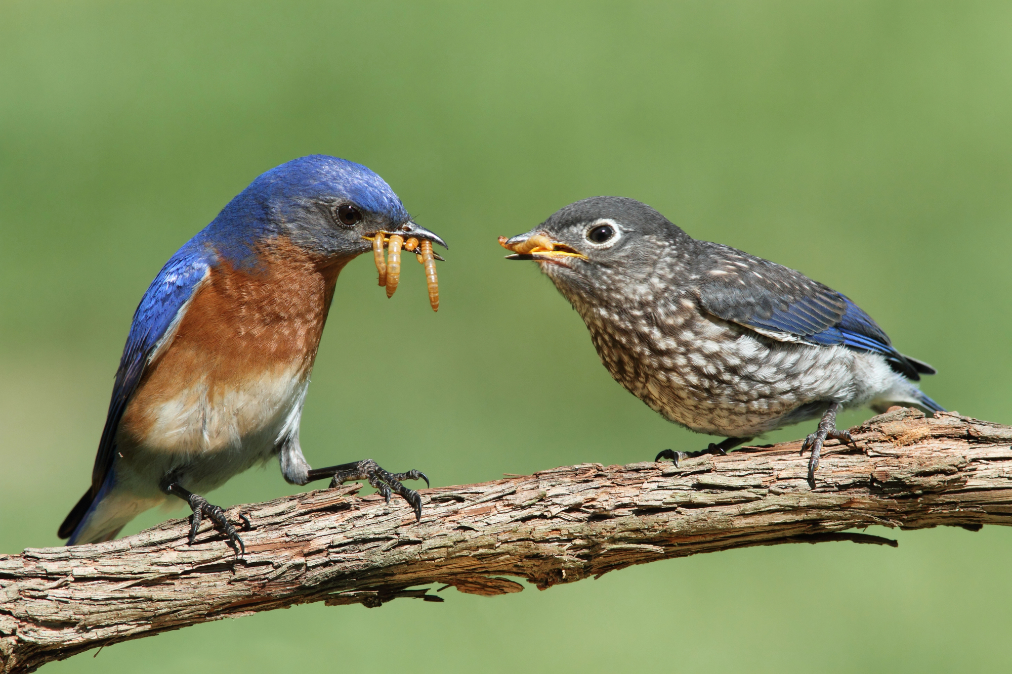 Male bluebird feed hungry fledgling on a stem.