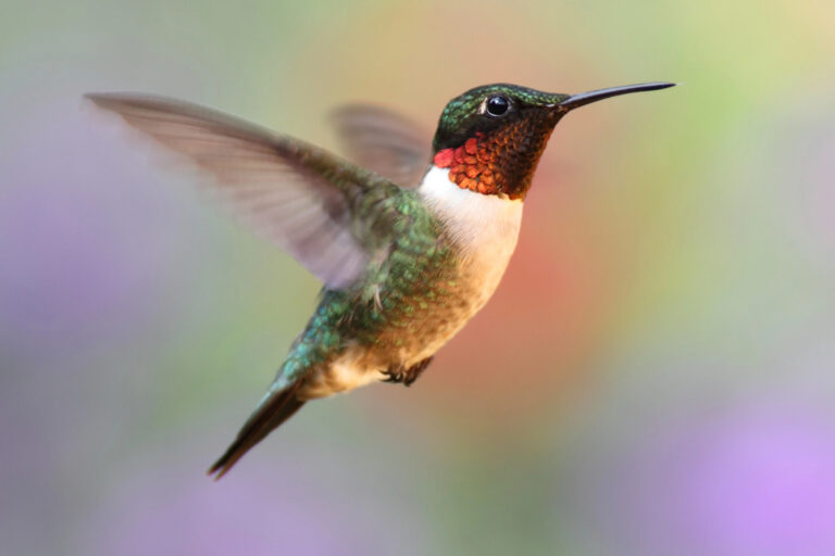 Male ruby throated hummingbird in flight.