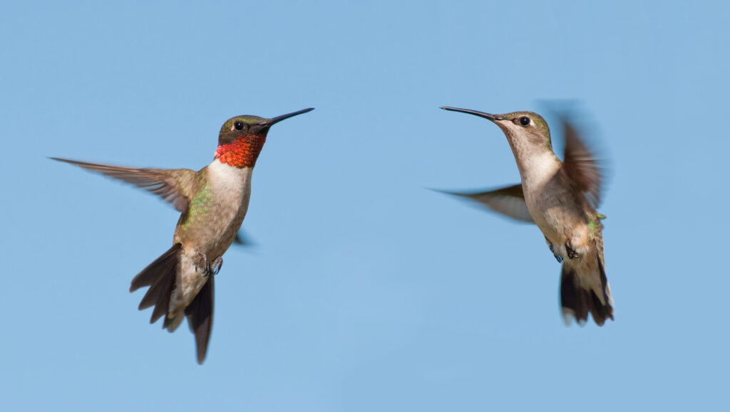 Male and female ruby throated hummingbird with blue sky background.