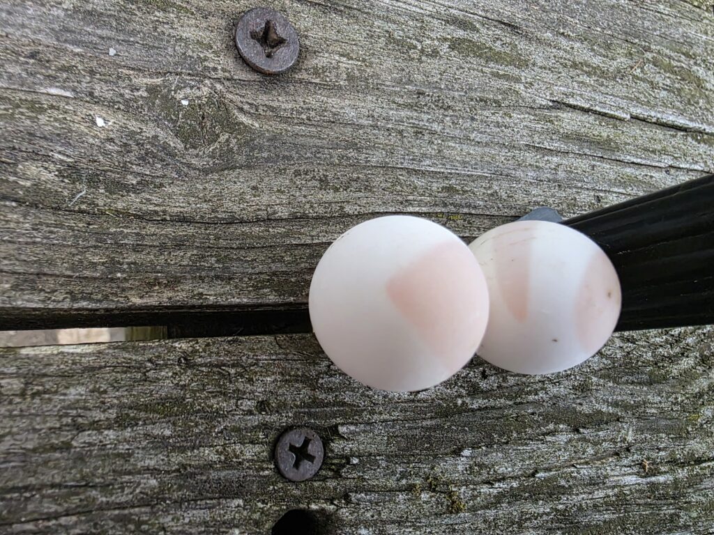 Snapping turtle eggs on a wooden surface showing pink/salmon circles and lines.