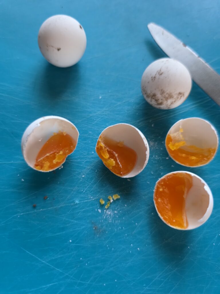 Snapping turtle eggs cut open. 