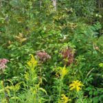 Asclepias, or swamp milkweed, in bloom in a hedgerow.