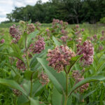 Common milkweed in full bloom.
