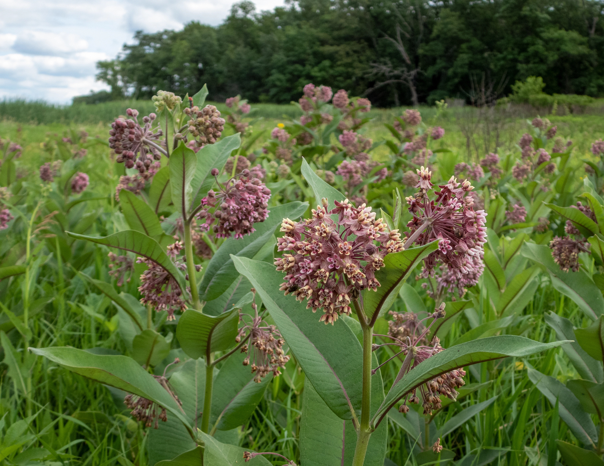 Common milkweed in full bloom.