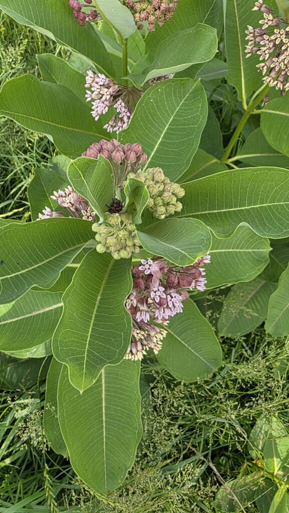 Common milkweed in bloom.