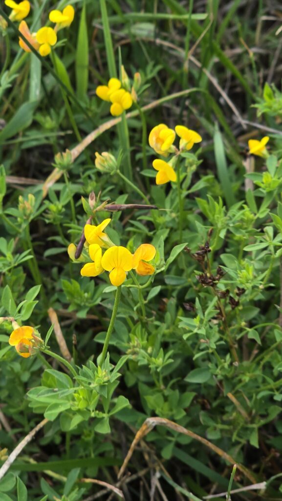 Bird's Foot Trefoil in bloom.
