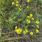Yellow bird's foot trefoil flowers in a field.